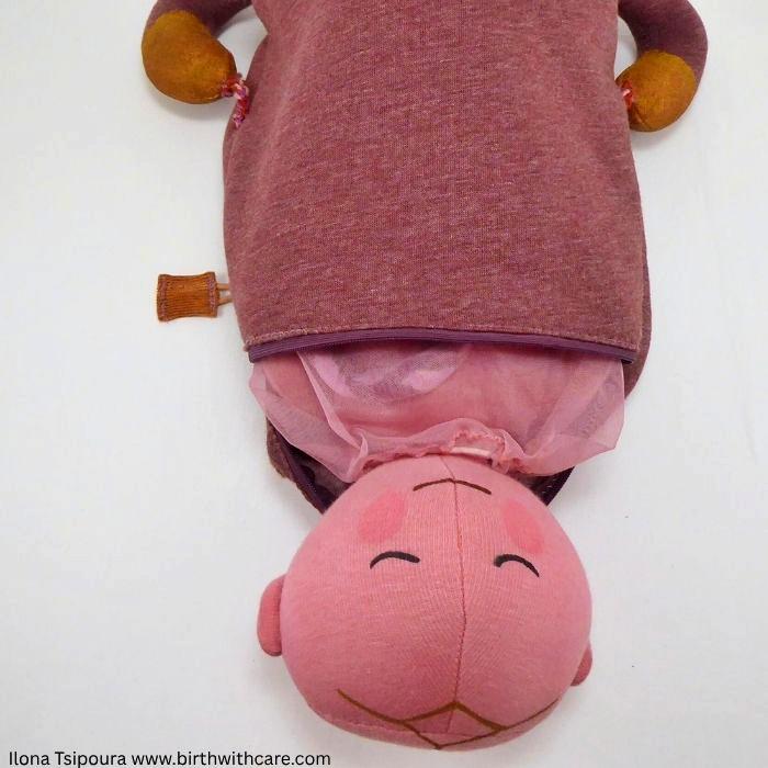 Pregnant Uterus Model