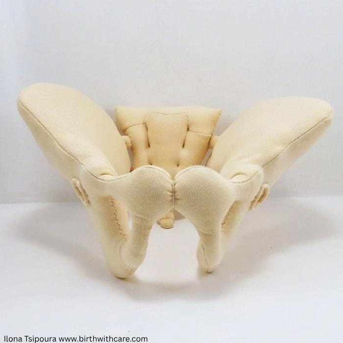 Pelvic Bone Model