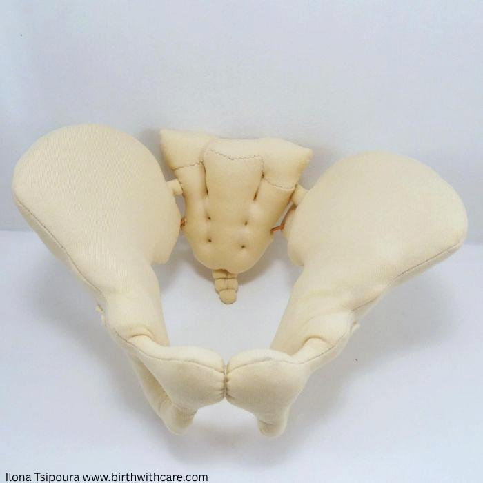 Pelvic Bone Model