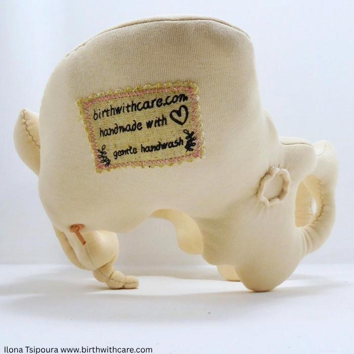 Pelvic Bone Model