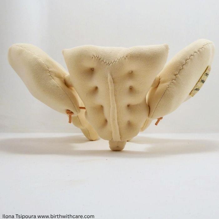 Pelvic Bone Model