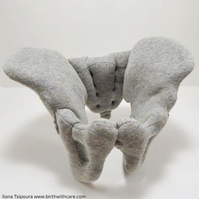 Pelvic Bone Model