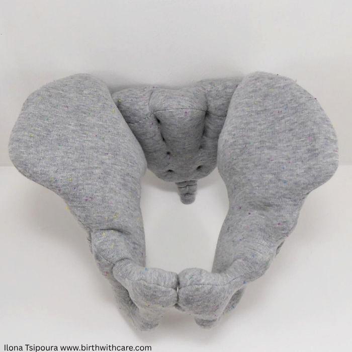 Pelvic Bone Model