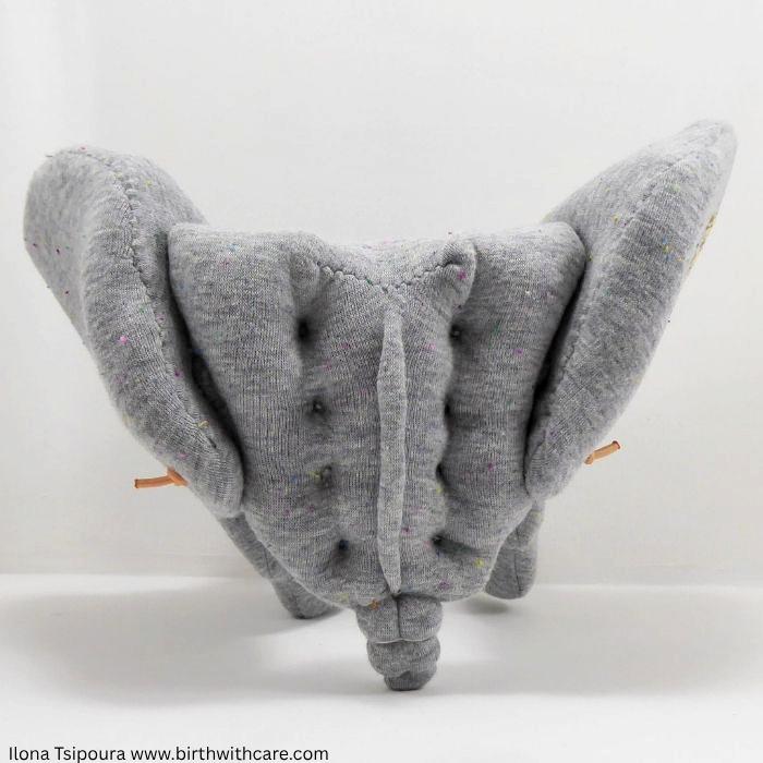 Pelvic Bone Model