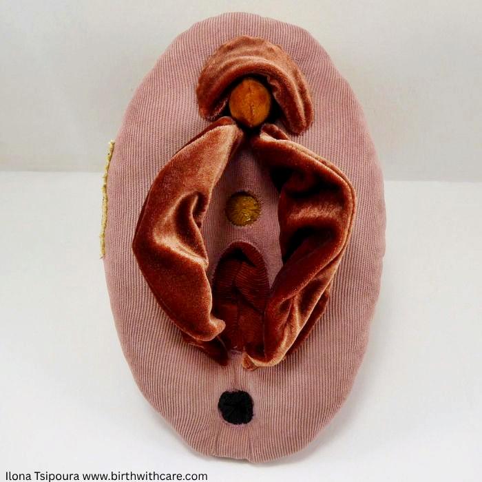 Female Pelvic Anatomy Model - “The Vulva Puzzle”