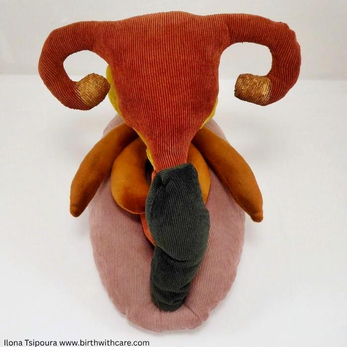 Female Pelvic Anatomy Model - “The Vulva Puzzle”