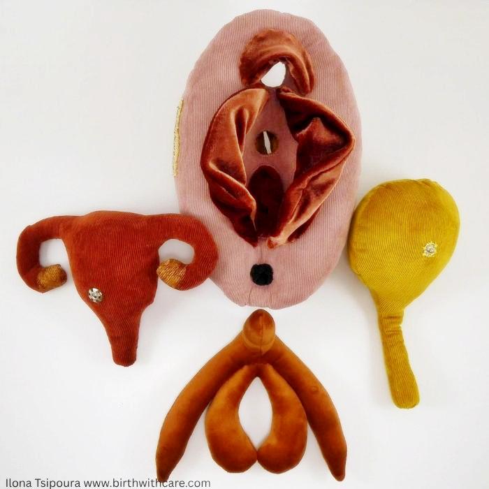 Female Pelvic Anatomy Model - “The Vulva Puzzle”