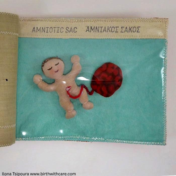 C-Section Anatomy Model