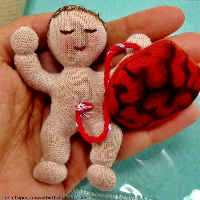 C-Section Anatomy Model