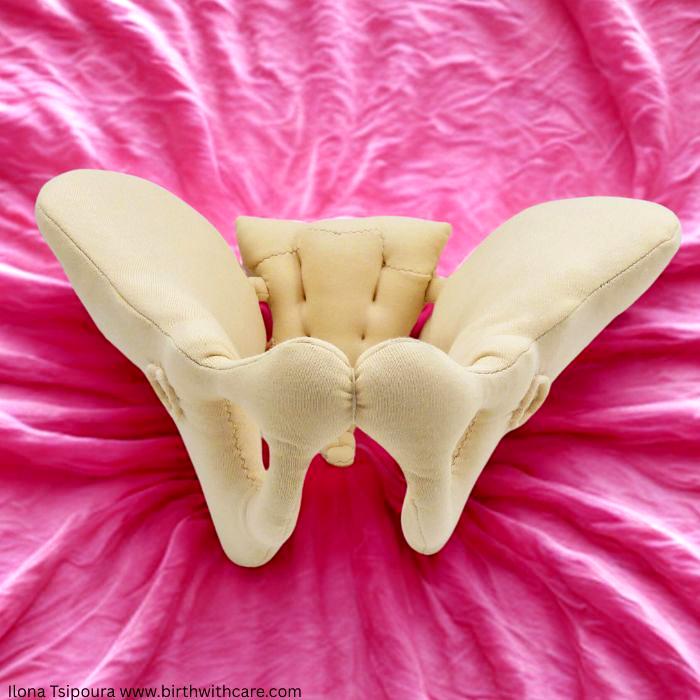 Pelvic Bone Model