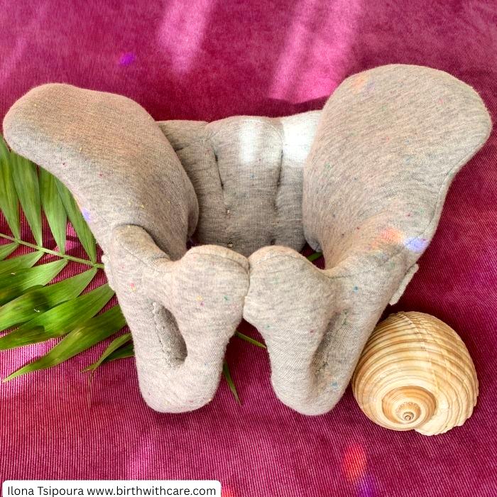 Pelvic Bone Model