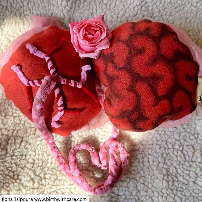 placenta model