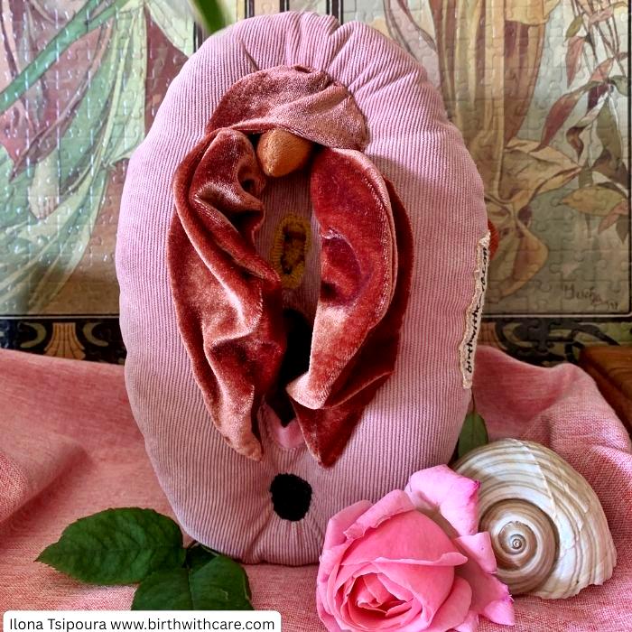 Vulva Anatomy Model