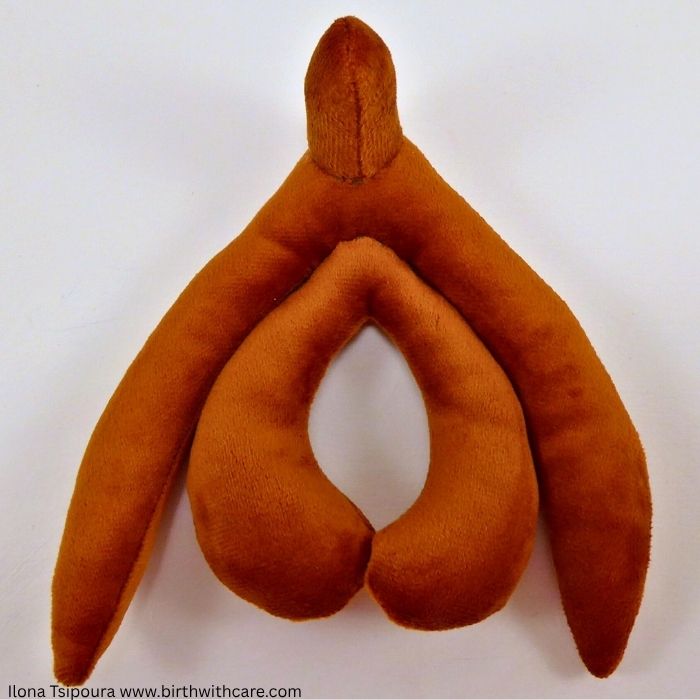 Clitoris Anatomy Model