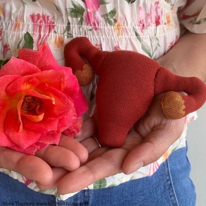 Uterus Model