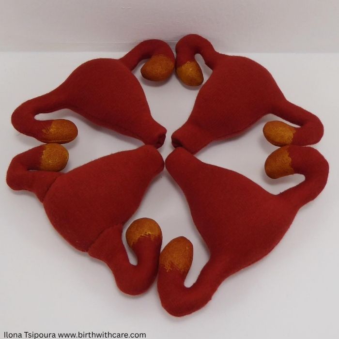 Uterus Model