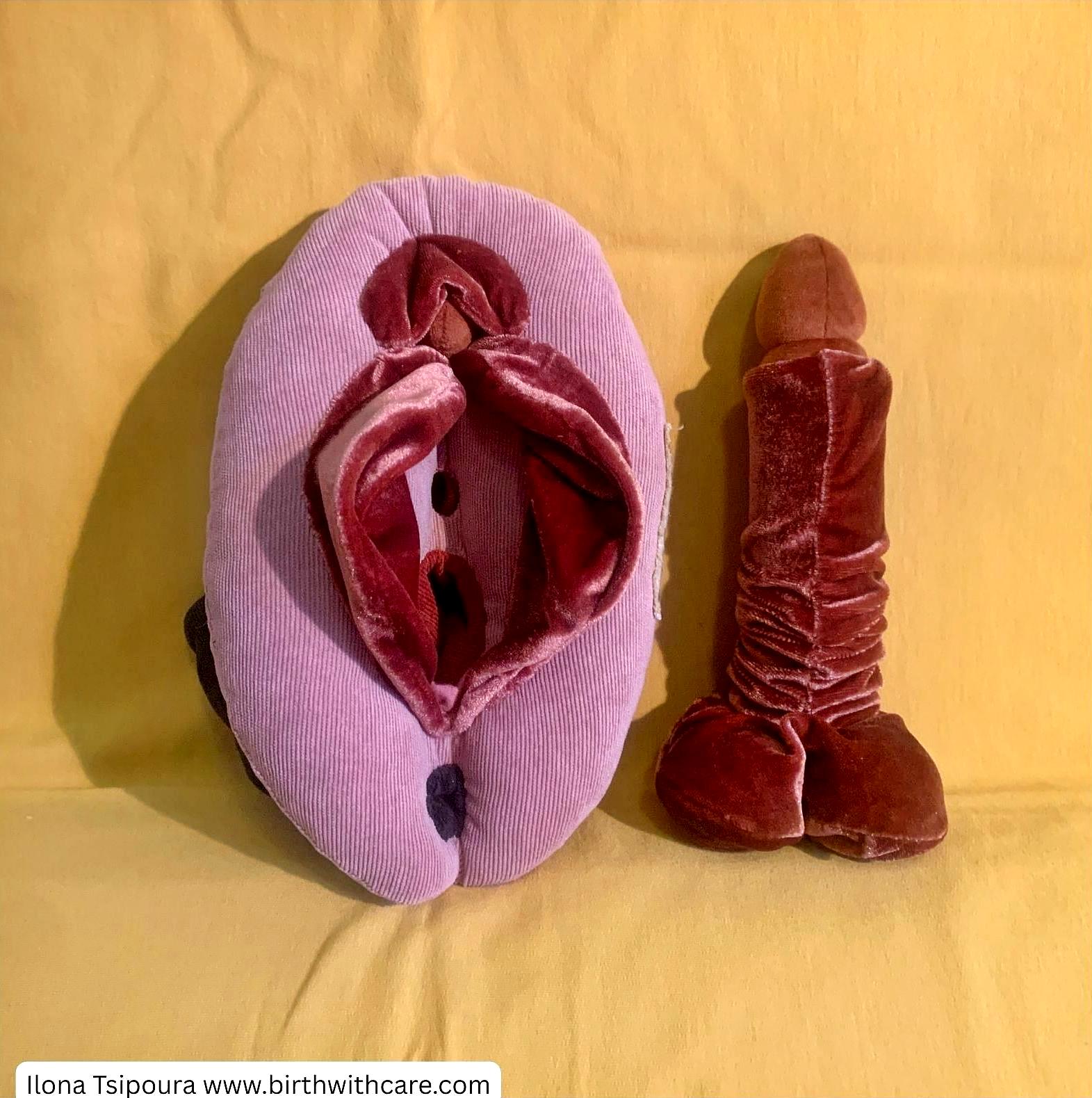 Penis Anatomy Model