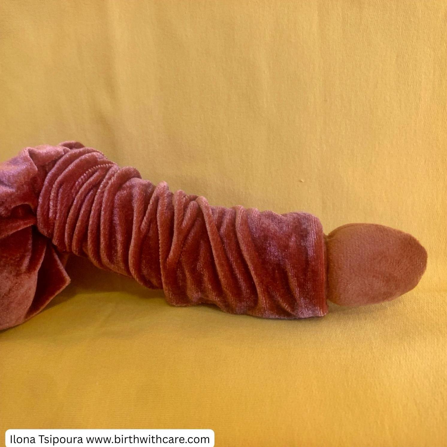 Penis Anatomy Model