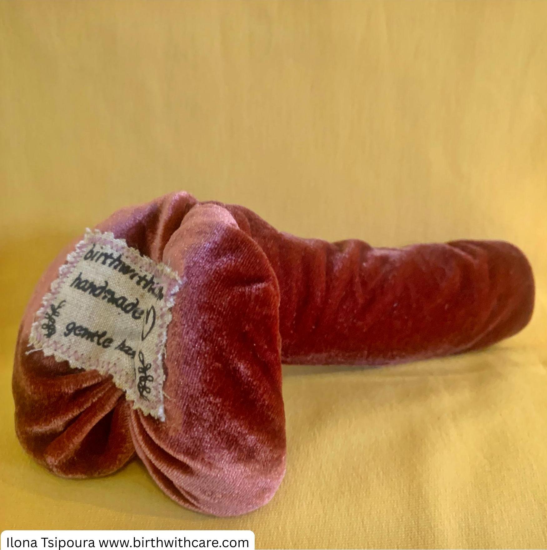 Penis anatomy model